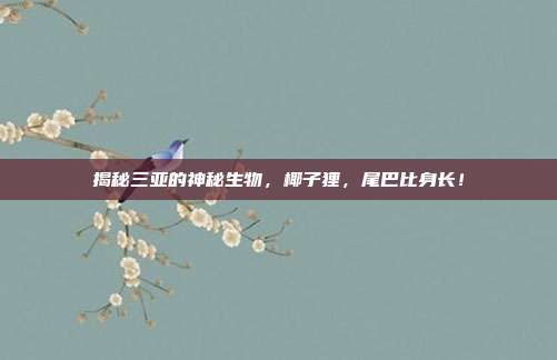 揭秘三亚的神秘生物,椰子狸,尾巴比身长!