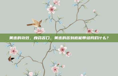 黄连的功效，良药苦口，黄连的苦到底能带给我们什么？