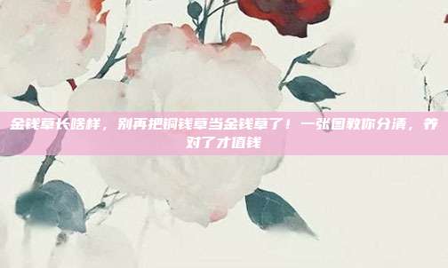 金钱草长啥样，别再把铜钱草当金钱草了！一张图教你分清，养对了才值钱