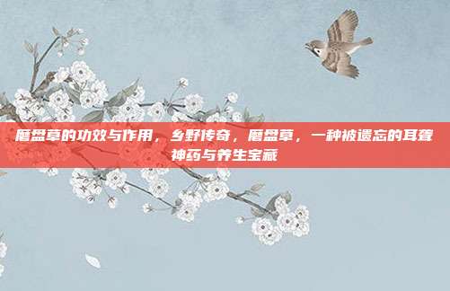 磨盘草的功效与作用，乡野传奇，磨盘草，一种被遗忘的耳聋神药与养生宝藏